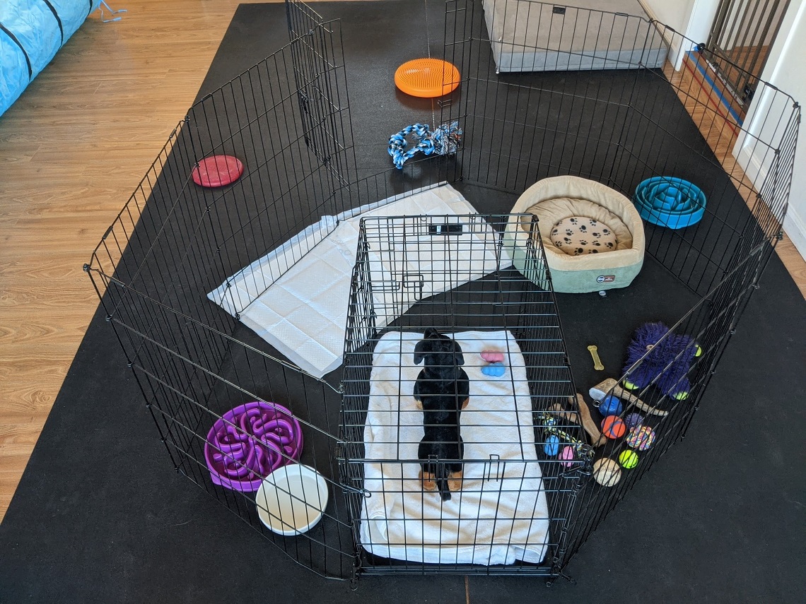 Dog crate inside puppy xpen