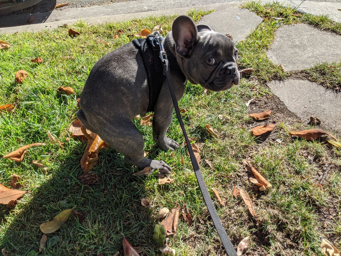 French Bulldog Training los angeles