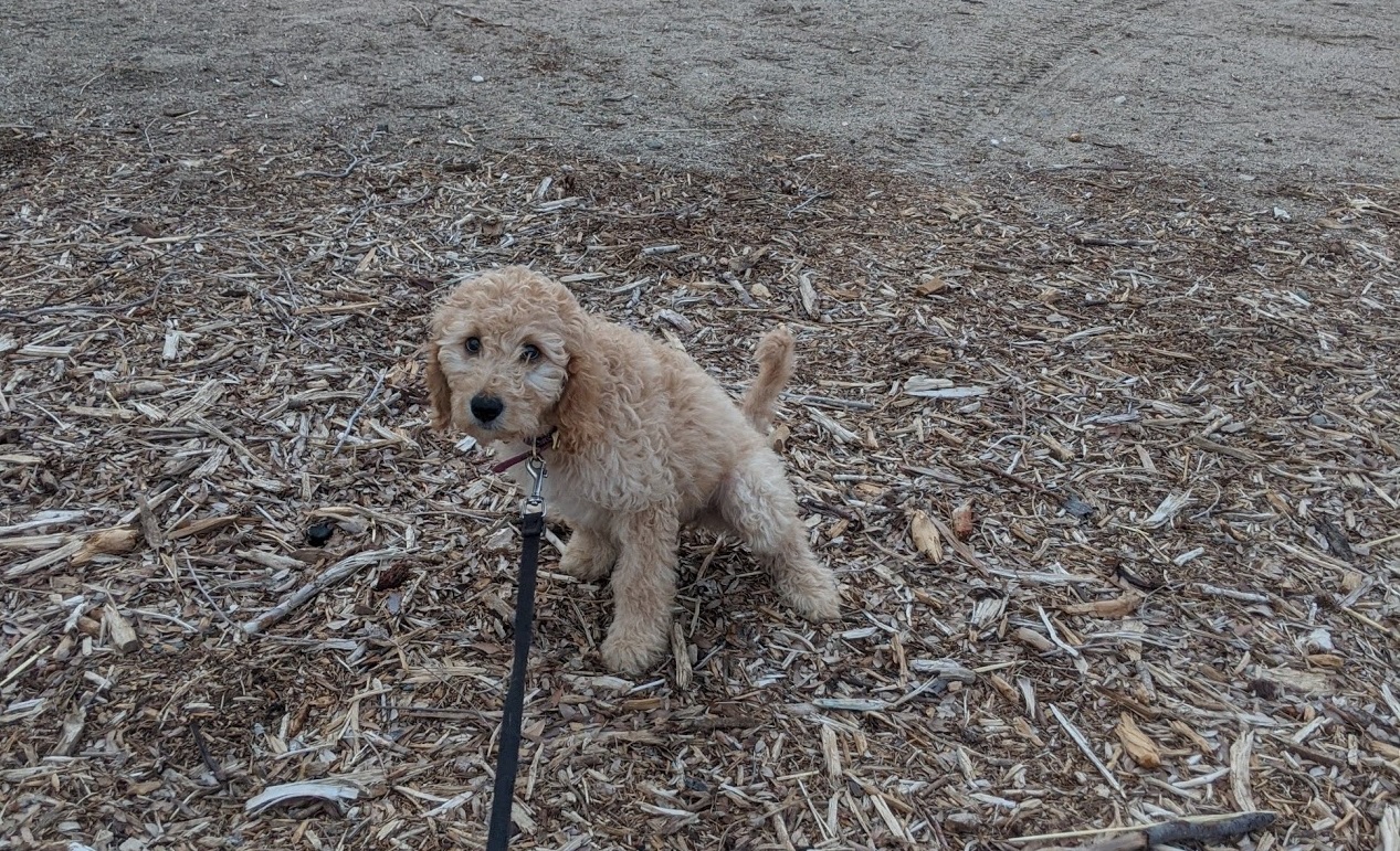 Goldendoodle puppy training
