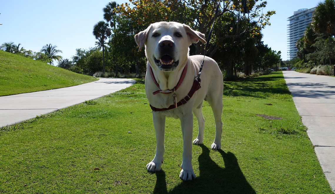Labrador Retriever Training Los Angeles