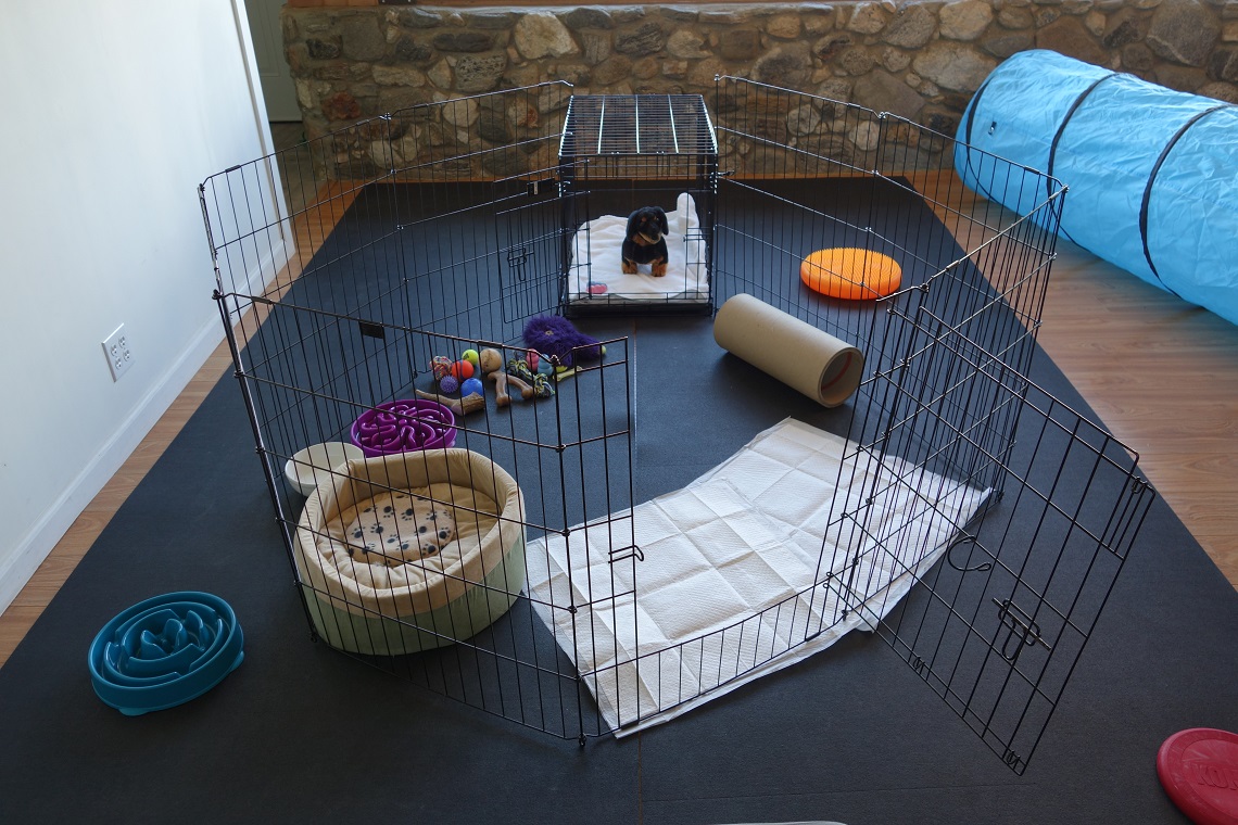 Puppy Potty Training Los Angeles Crate and Xpen