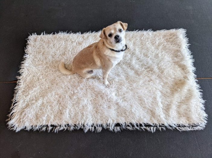 Chihuahua on a mat