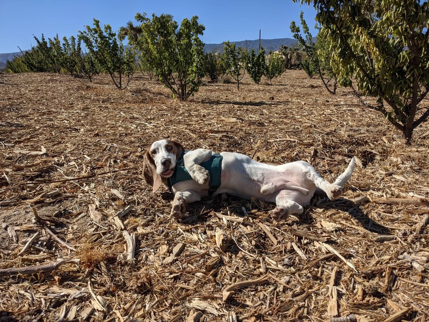 Basset Hound Lying Down On Farm