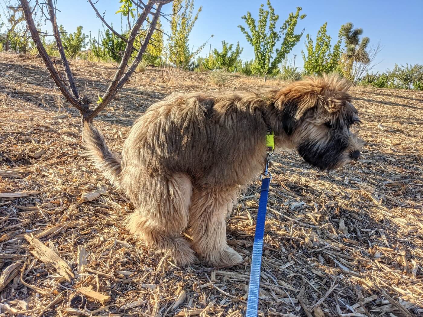 Wheaten Terrier Pooping