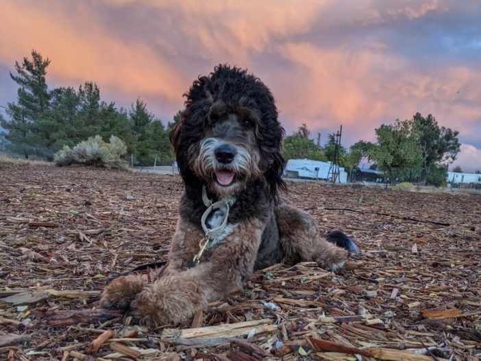 Bernedoodle lying down on farm