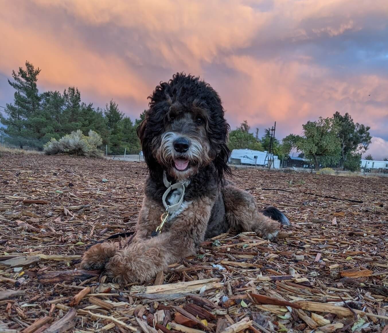 how long after a dog eats should they poop