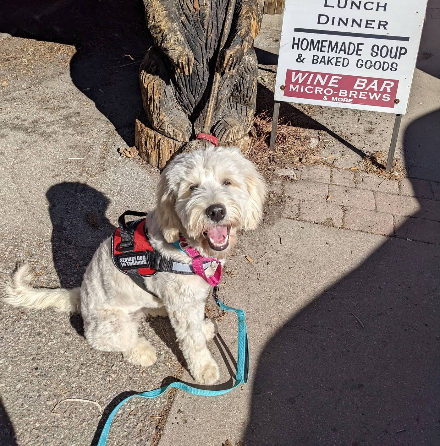 can a dog use a harness for canine good citizen