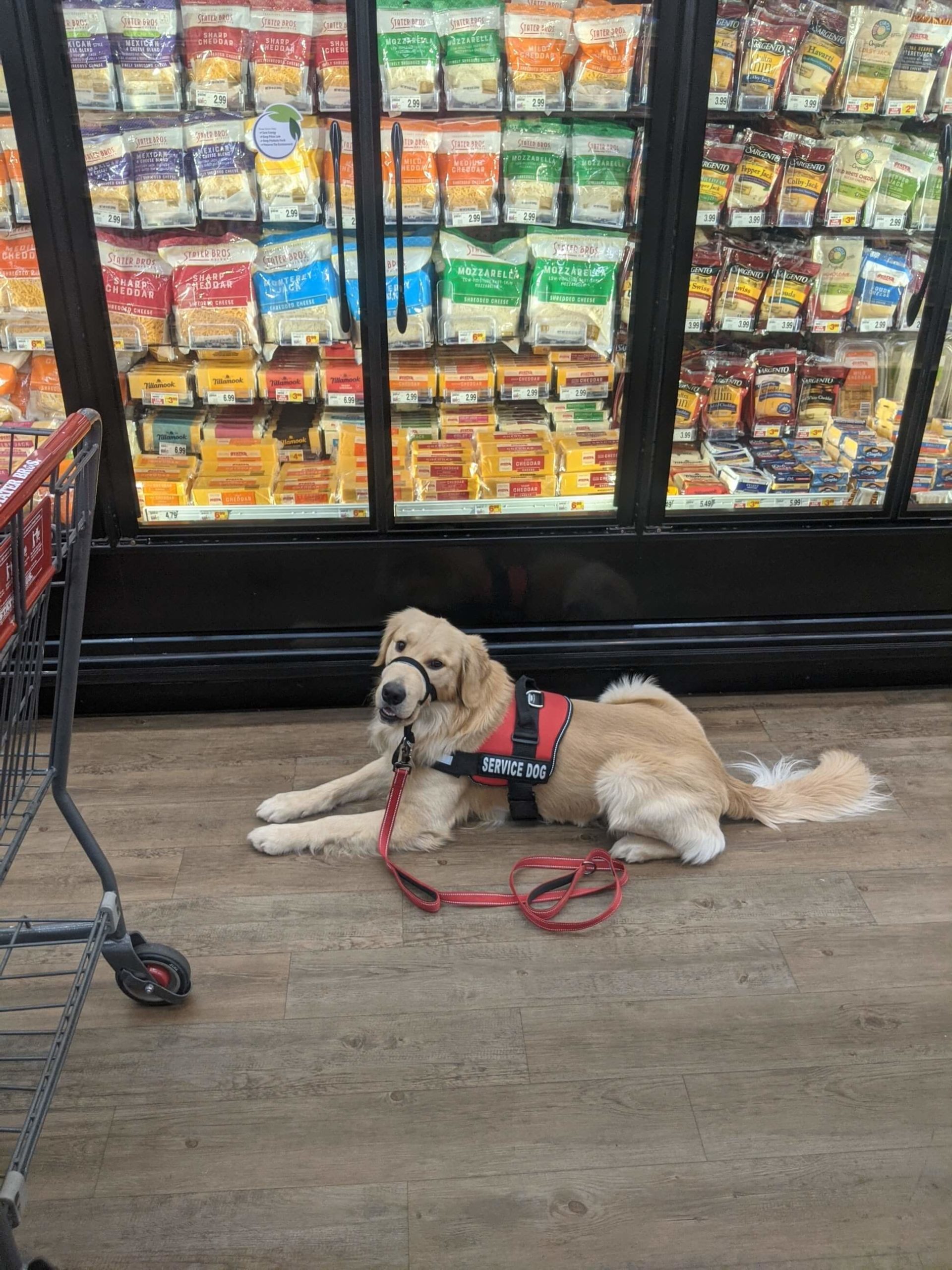 service dog in grocery store