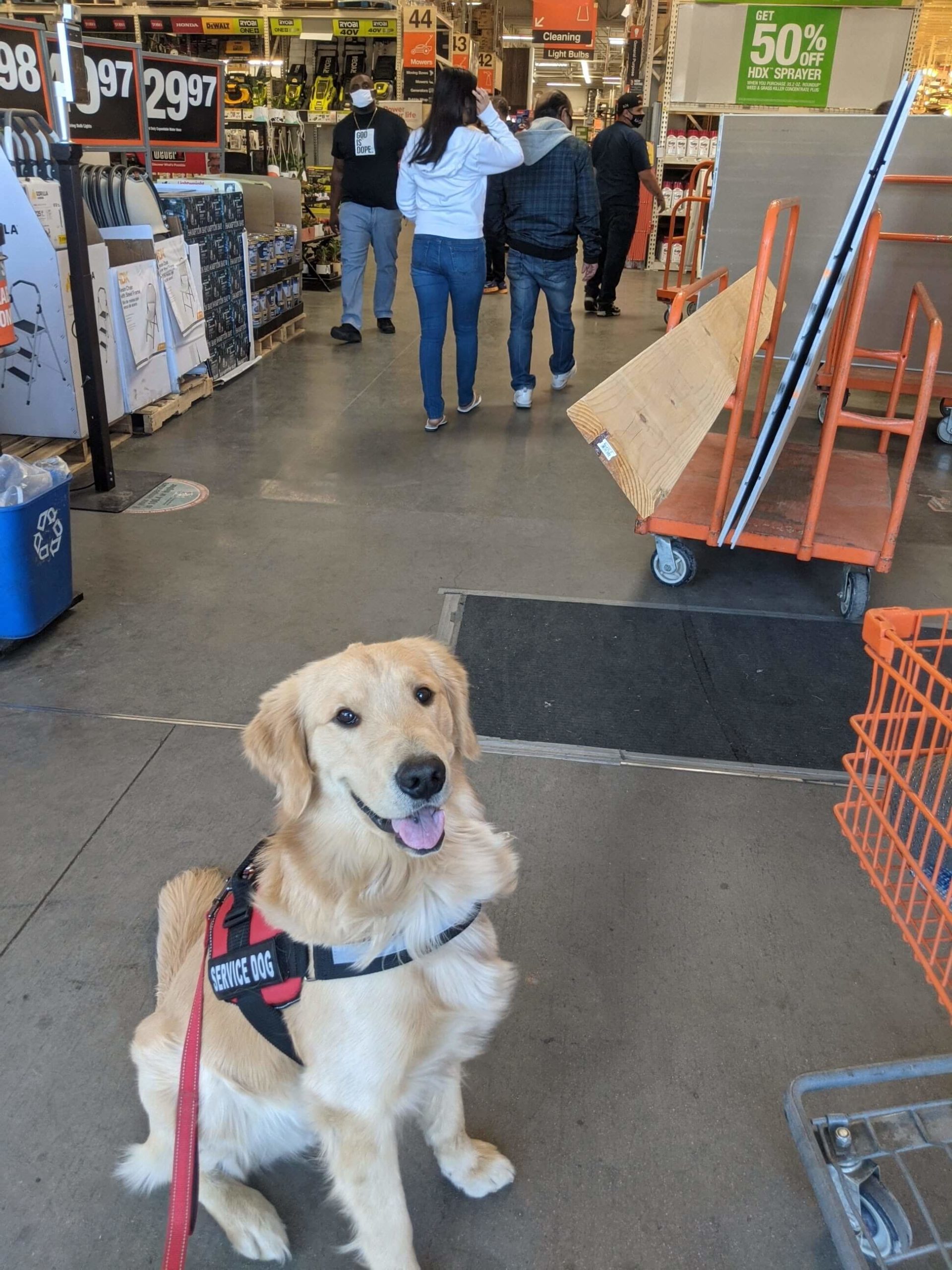 service dog in store