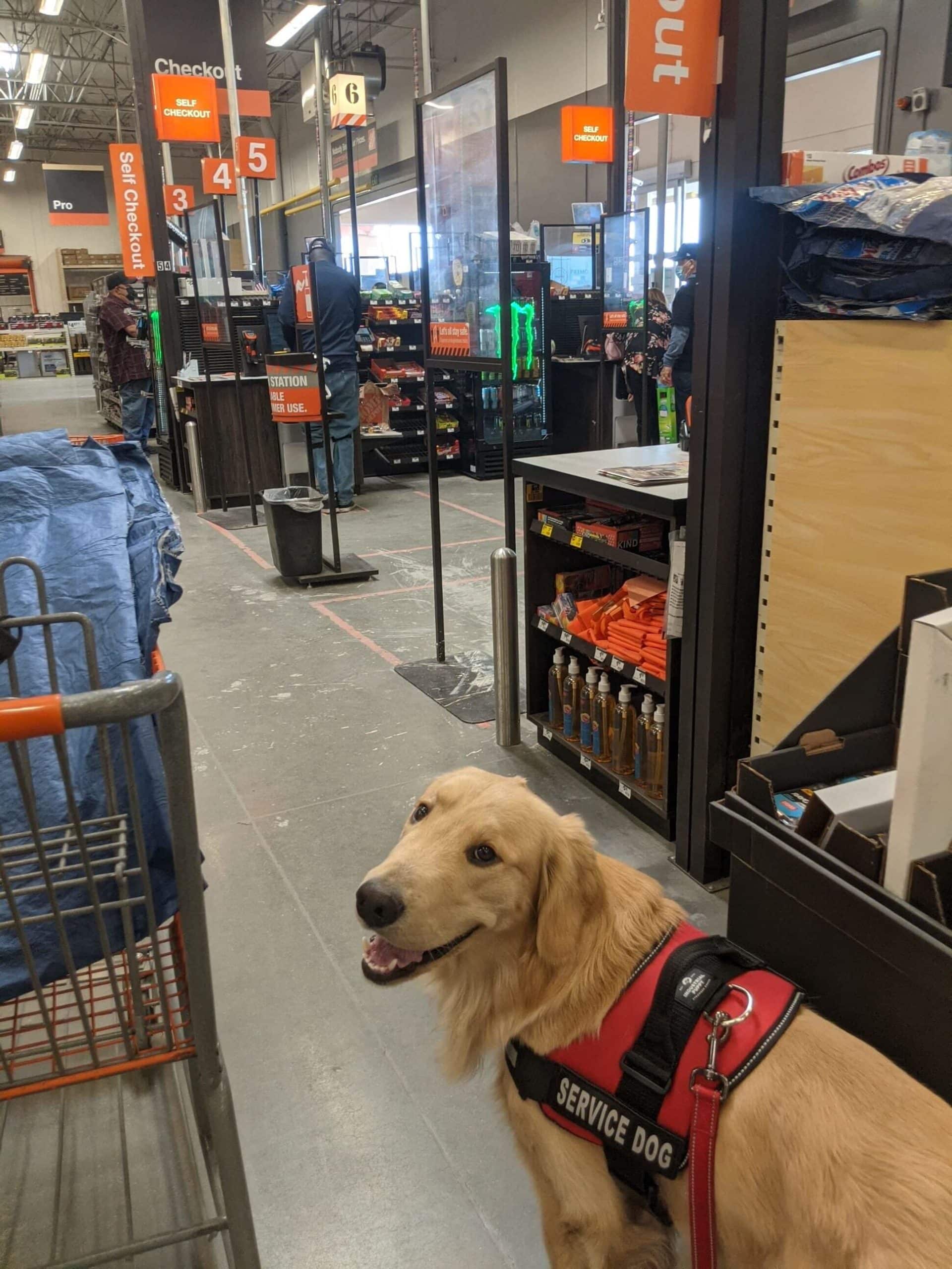 service dog in home depot