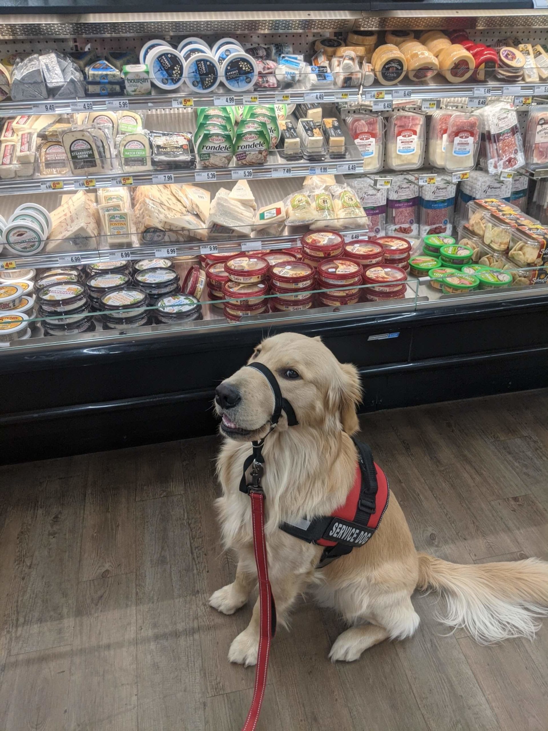 service dog in grocery store