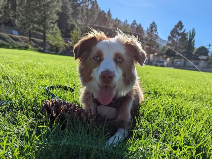 Australian Shepherd Dog in Grass