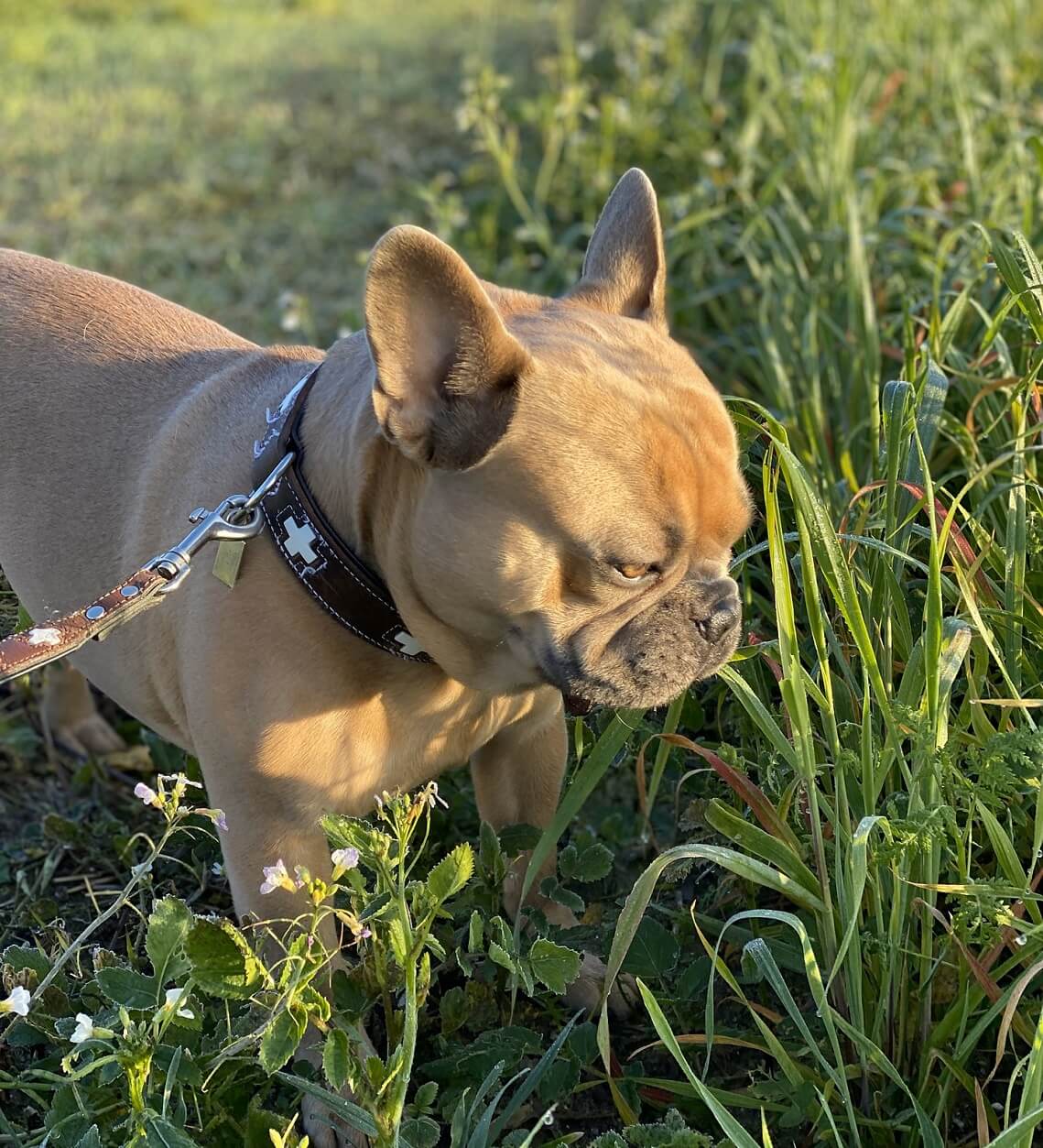 french-bulldog eating grass