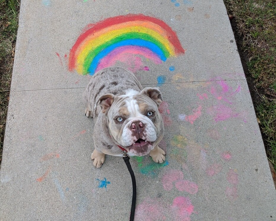 My Dog Doesn't Like Toys  Dog Toy Training Expert Russell Hartstein