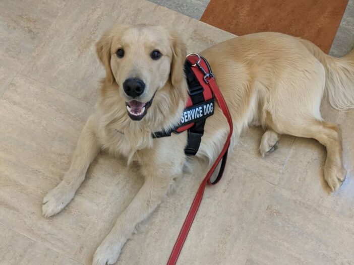 Golden Retriever Psychiatric service dog training los angeles