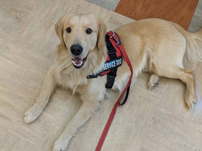 Psychiatric Service Dog Training Fun Paw Care