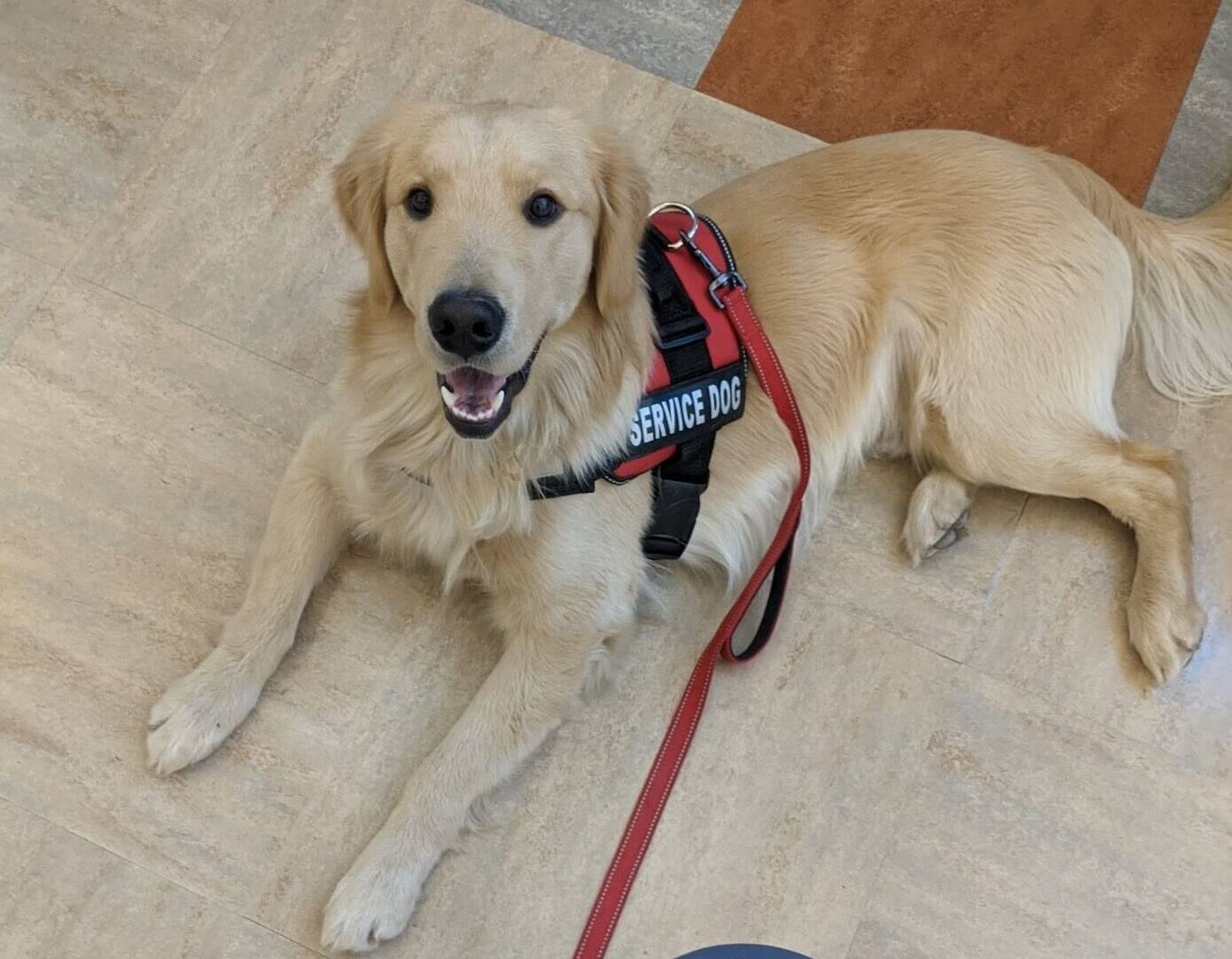 are golden retrievers good service dogs