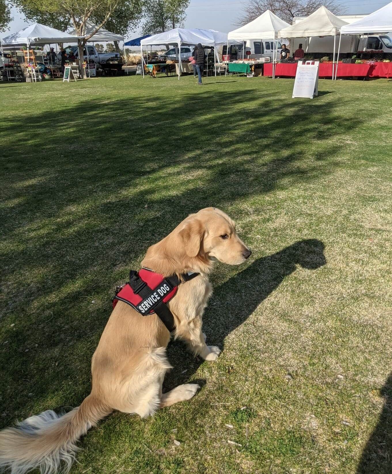 Psychiatric Service Dog Training in a park