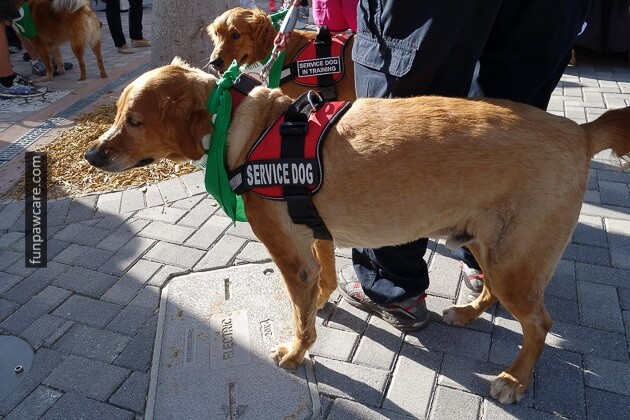 Psychiatric Service Dog Training for veterans