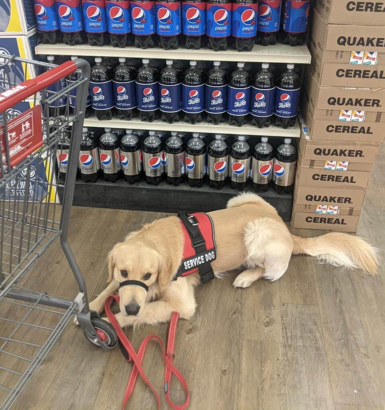 Psychiatric Service Dog Training in a food store