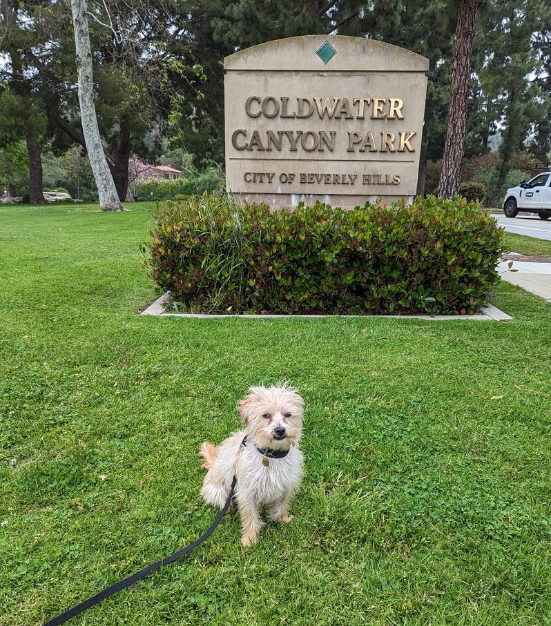 Coldwater Canyon Beverly Hills Dog Training