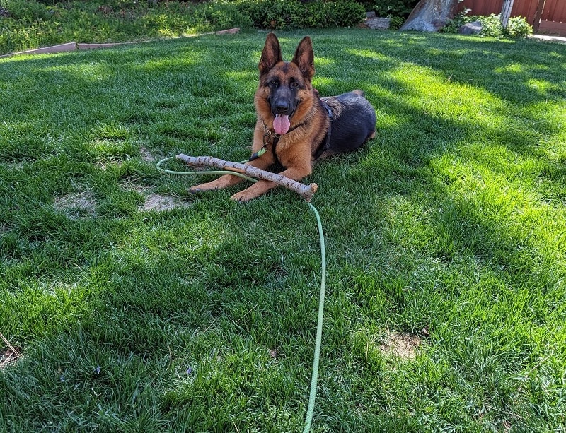 Dog Training Brentwood