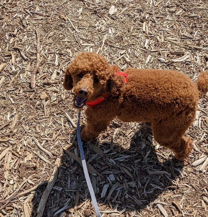 Toy Poodle  VCA Animal Hospitals