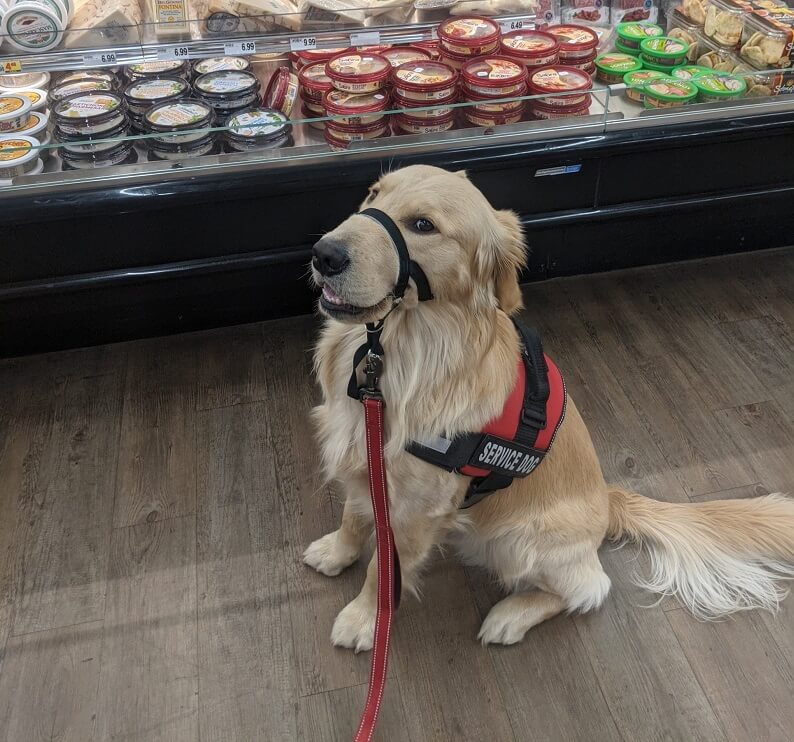 Service Dog Training in Irvine