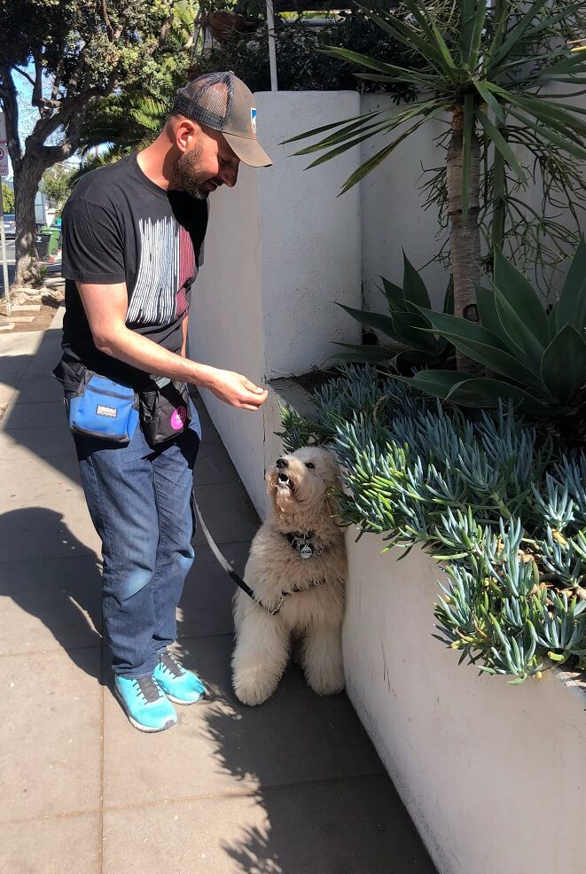 Dog Training Pacific Palisades