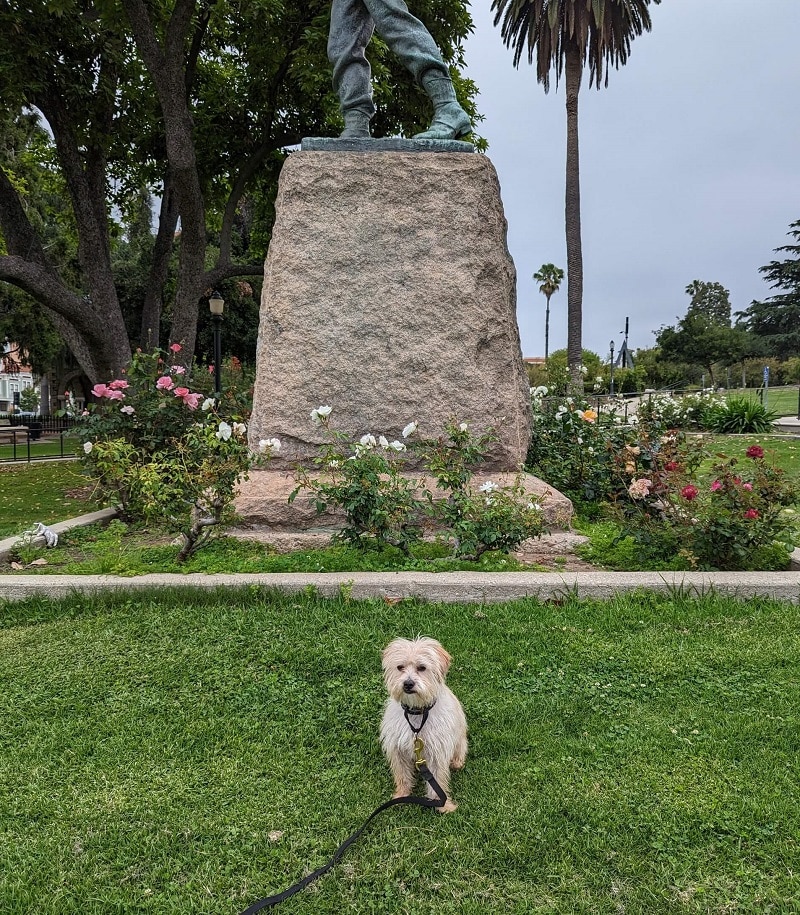 Dog Training Pasadena Memorial Park