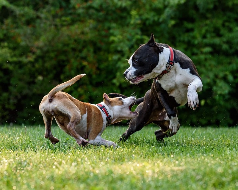 Dogs playing in park LA