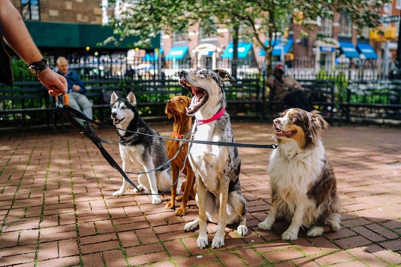 Stressed pack dog walk