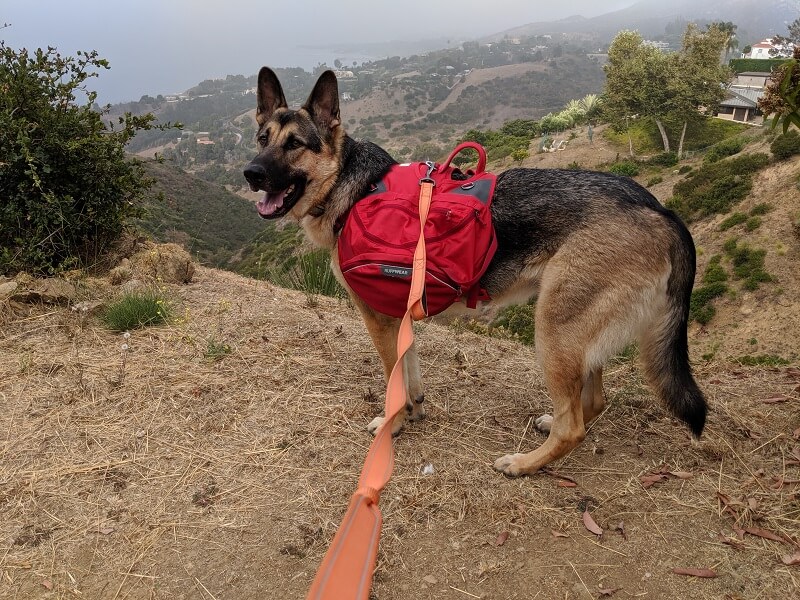 Malibu Dog Training