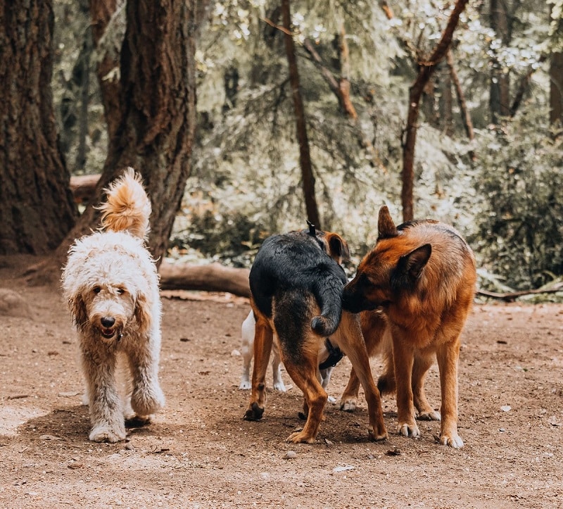 dogs playing in forest LA