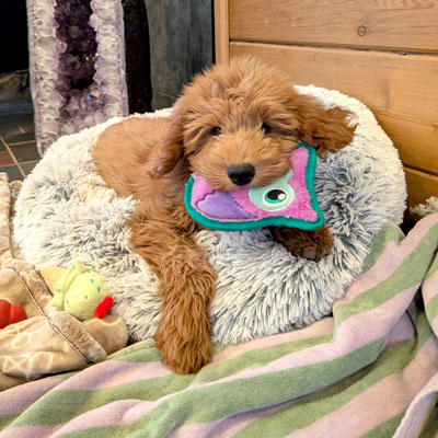 Best Luxury Dog Boarding Los Angeles California