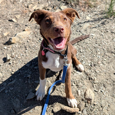 Puppy Boot Camp Near Me